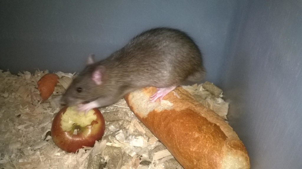 Rat en train de manger