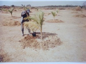 Plantation du premier cocotier en 2003